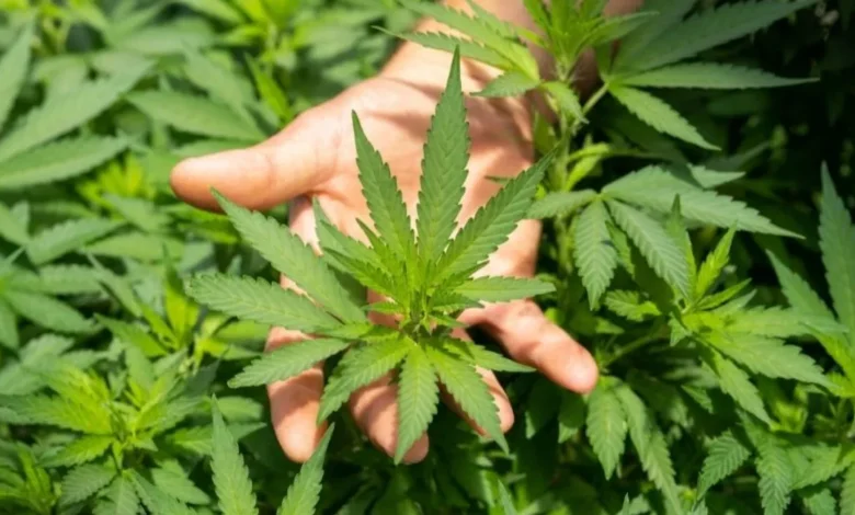 Best Cannabis Nutrients Top Picks for Bigger Yields and Healthier Plants