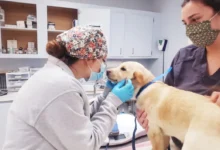 Why Veterinary Hospitals Are Essential In Spay And Neuter Programs