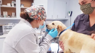 Why Veterinary Hospitals Are Essential In Spay And Neuter Programs