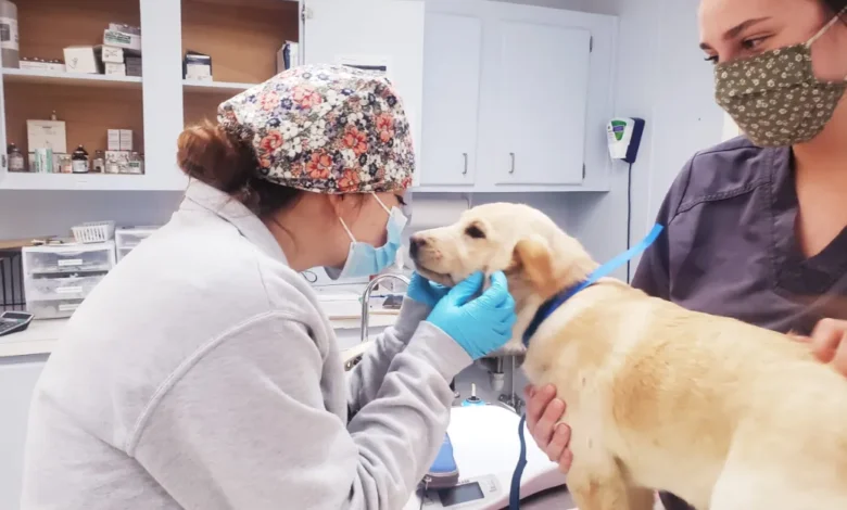 Why Veterinary Hospitals Are Essential In Spay And Neuter Programs