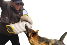 Dog Attack Children Lawyer Chicago: Protecting Young Victims and Their Families