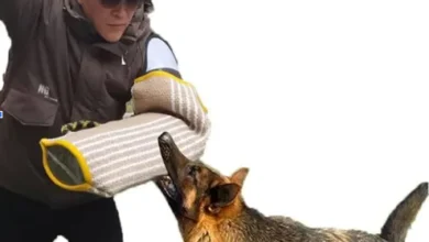 Dog Attack Children Lawyer Chicago: Protecting Young Victims and Their Families