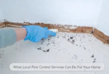 What Local Pest Control Services Can Do For Your Home